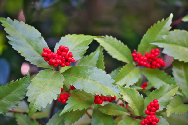 istock Chloranthus glaber Makino 895244938