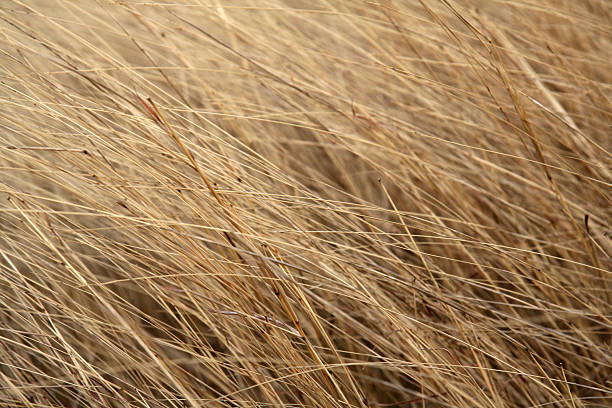 grande plante herbacée - grass tall timothy grass field photos et images de collection