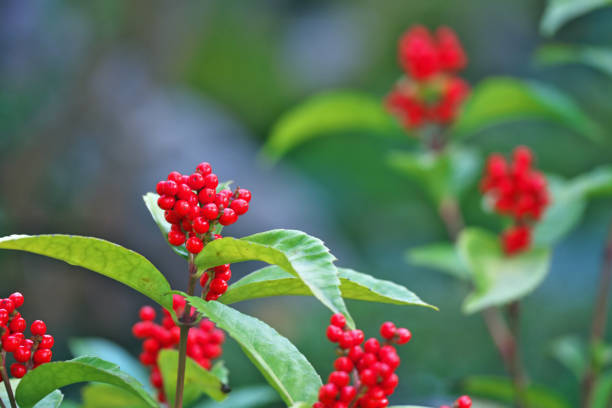 istock Chloranthus glaber Makino 895247042