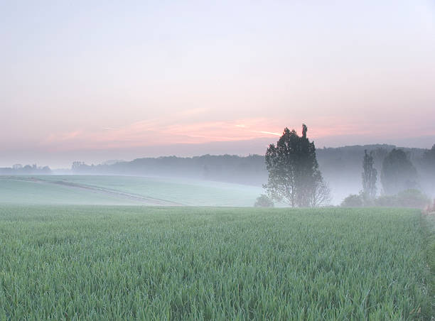 misty mañana en resorte - scerene fotografías e imágenes de stock