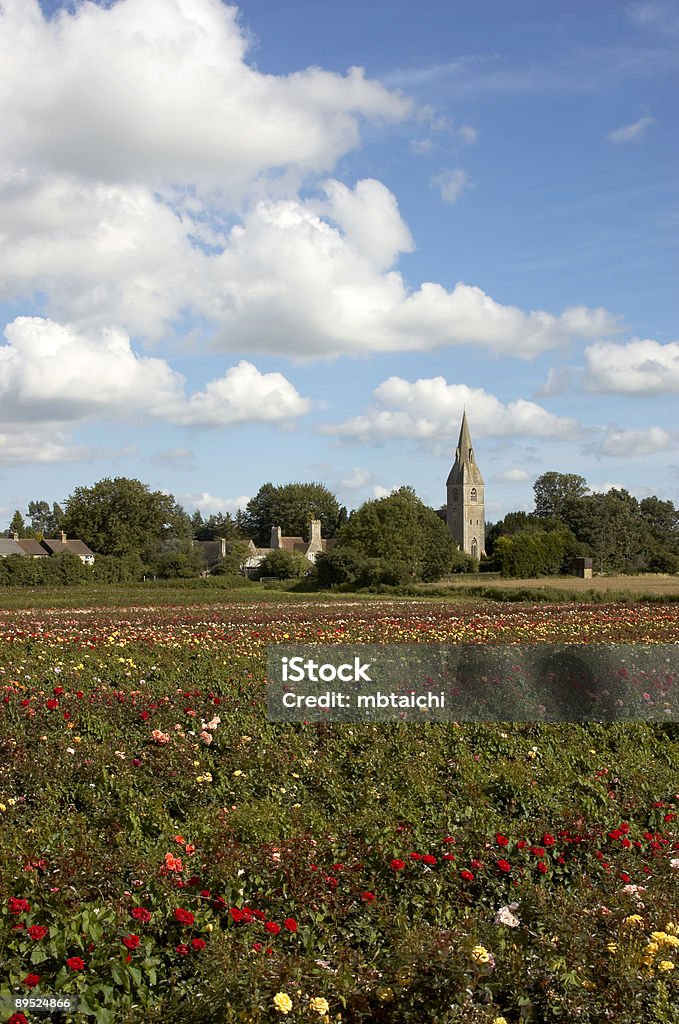 Field of Rose's  Agricultural Field Stock Photo