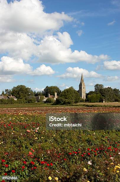 Field Of Roses Stock Photo - Download Image Now - Agricultural Field, Church, Color Image