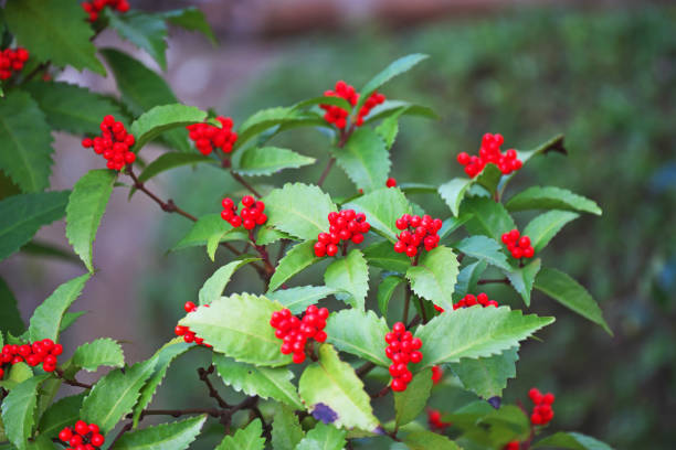 istock Chloranthus glaber Makino 895249076