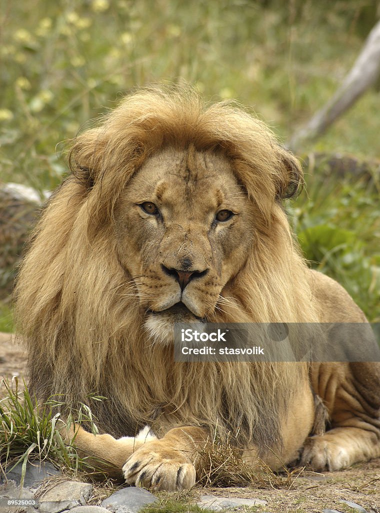 Ritratto di leone africano - Foto stock royalty-free di Ambientazione tranquilla
