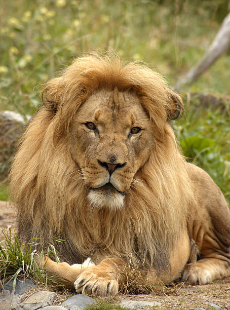 istock African lion portrait 89525003