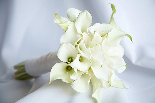 Isolated Calla Lilies