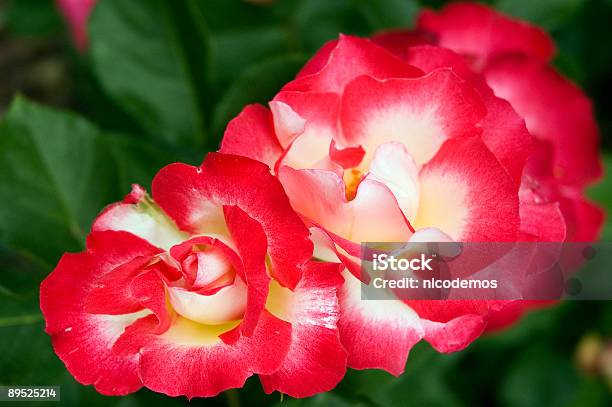 Dwóch Róż W Ich Naturalnym Środowisku - zdjęcia stockowe i więcej obrazów Bez ludzi - Bez ludzi, Biały, Czerwony