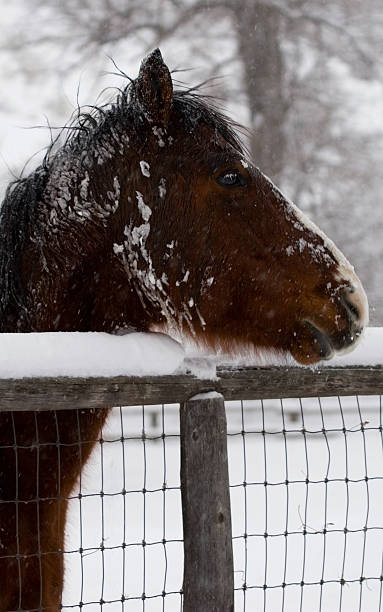 istock Winter Horse, Snow-Covered 89525303