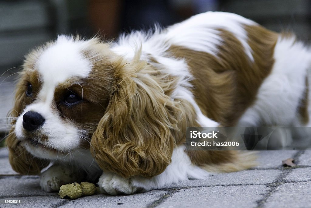 Dog with Cookies  Dog Stock Photo