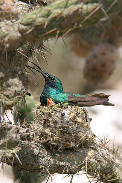 Nesting hummingbird stock photo