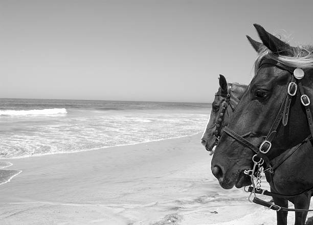 istock Horses at the Beach 89525648
