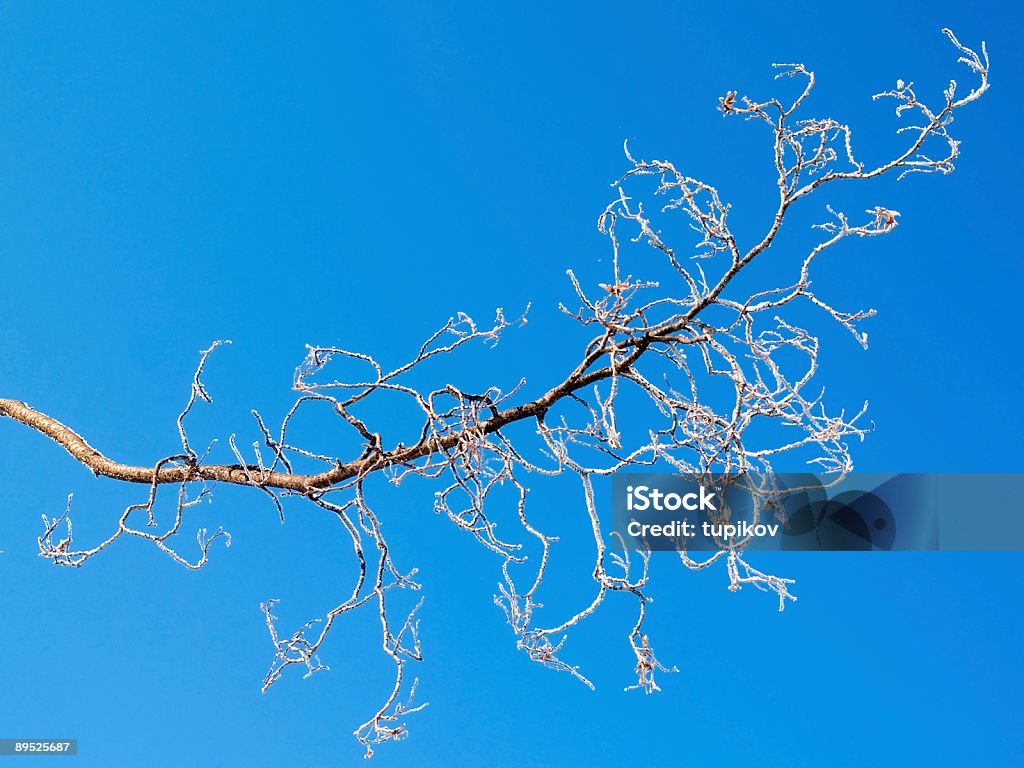 Mrożone gałązki i blue sky - Zbiór zdjęć royalty-free (Bez ludzi)