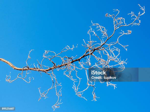 Mrożone Gałązki I Blue Sky - zdjęcia stockowe i więcej obrazów Bez ludzi - Bez ludzi, Bezchmurne niebo, Biały