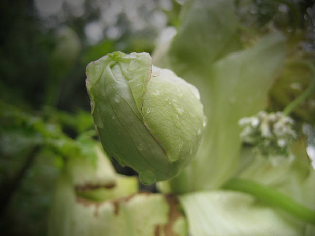 istock Bud of the Giant hogweed 89525814