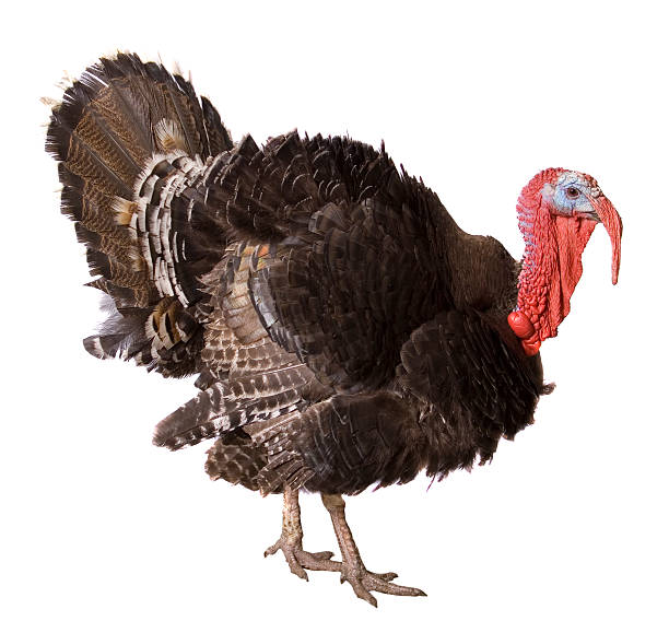 turkey  isolate on  white  turkey bird stock pictures, royalty-free photos & images