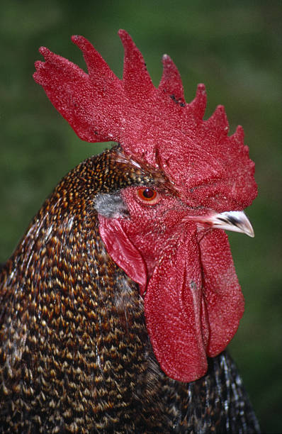 Rooster Head stock photo
