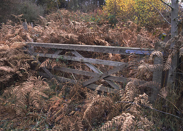istock Overgrown Woodland Gate 89526192