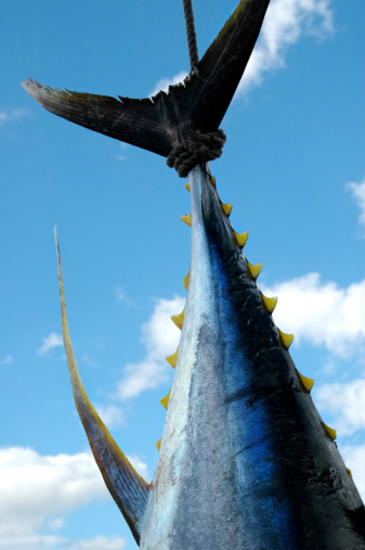 Atún de peces contra el cielo azul photo