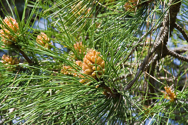 stone pine with unripe cones  knurl stock pictures, royalty-free photos & images