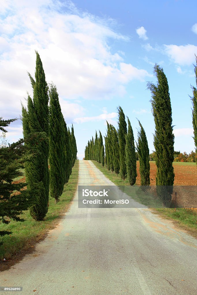 Árvores de cipreste na Toscana - Foto de stock de Ajardinado royalty-free