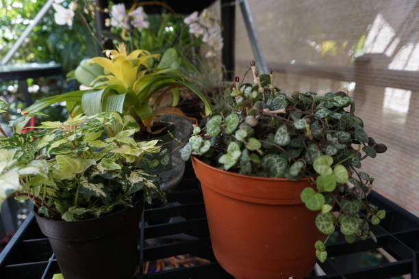 istock Potted plants in canvas greenhouse 895270620