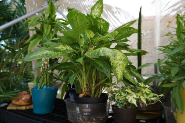istock Plants in canvas greenhouse 895270628