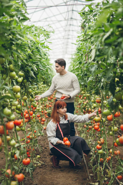 istock Young couple picking tomatoes in garden 895273124