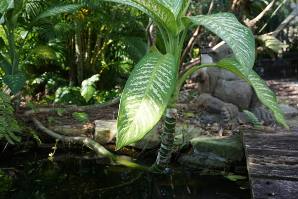 istock Tropical Zen Garden Pond 895273396