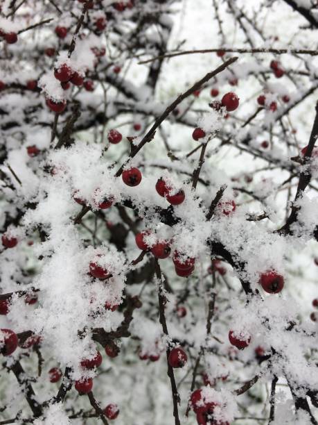 istock Snow of the Christmas 895273488