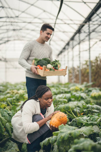 istock Autumn pumpkin harvest 895273560