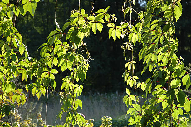 Climbing plants with leaves in sunlight stock photo