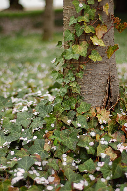 Ivy stock photo