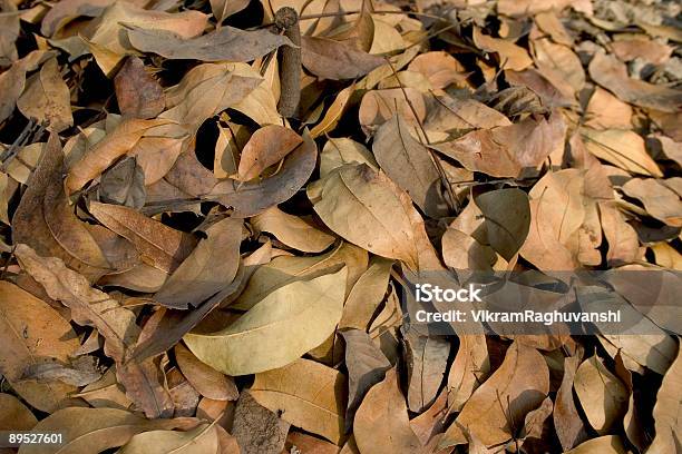Dry Fall Autumn Leaves Stock Photo - Download Image Now - Autumn, Backgrounds, Brown