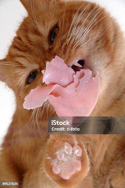 Cat Eating Meat Stock Photo - Download Image Now - Animal, Animal Foot, Animal Head