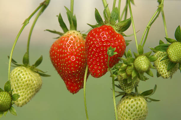 strawberrys in a basket - Germany