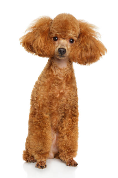 istock Miniature poodle puppy 895278200