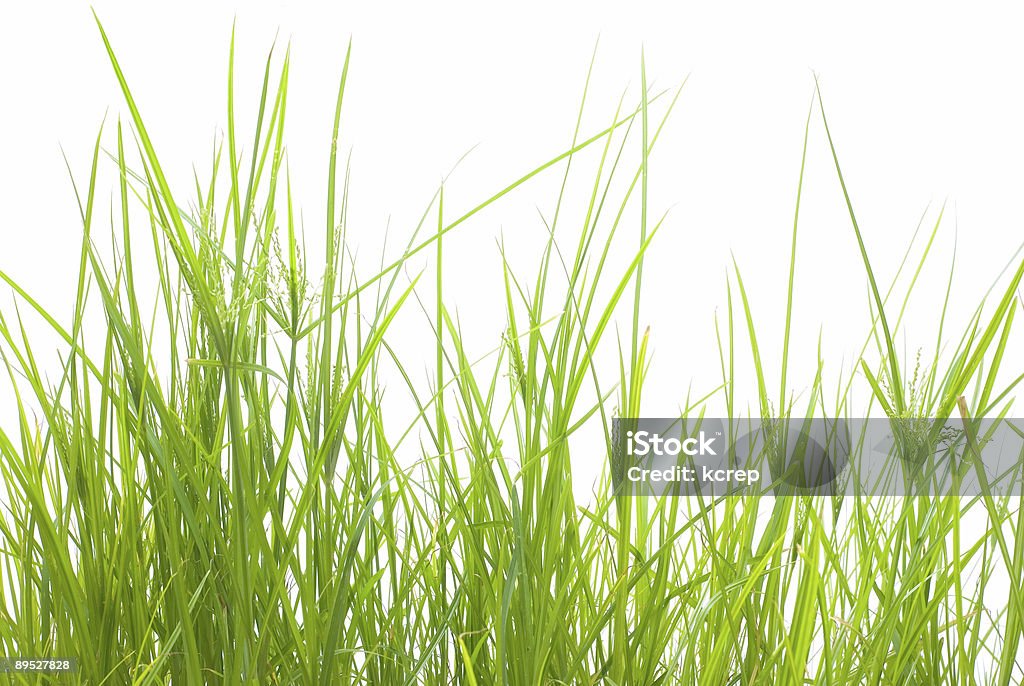 Erba verde - Foto stock royalty-free di Agricoltura