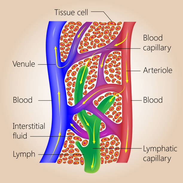 Lymphatic and Blood Capillaries The lymph system, relationship of lymphatic capillaries to tissue cells and blood capillaries, vector medical illustration lymphatic system stock illustrations