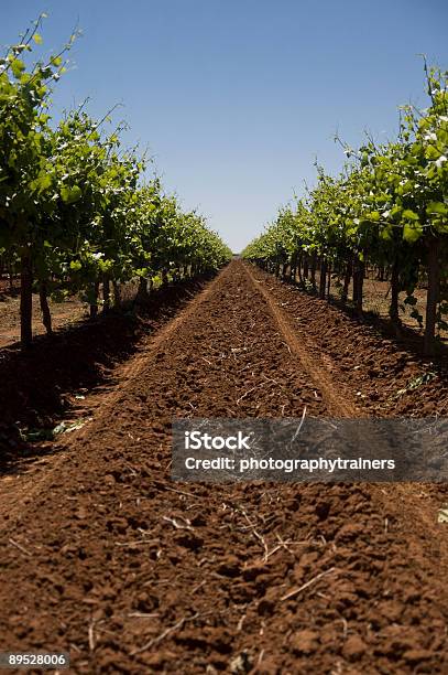 The Vineyard Stockfoto und mehr Bilder von Agrarbetrieb - Agrarbetrieb, Australien, Blatt - Pflanzenbestandteile