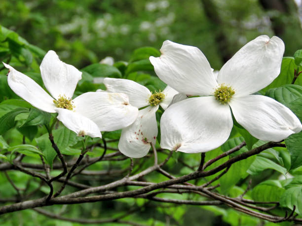 istock Vienna dogwood flower 2016 895280756