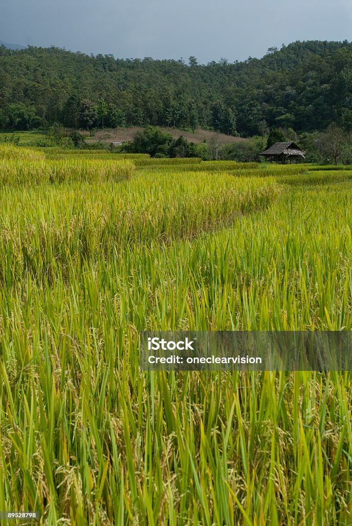 Rice Paddy - Lizenzfrei Agrarbetrieb Stock-Foto