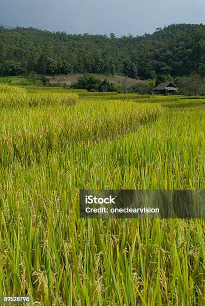 Ryż Niełuskany - zdjęcia stockowe i więcej obrazów Azja - Azja, Azja Południowo-Wschodnia, Bez ludzi