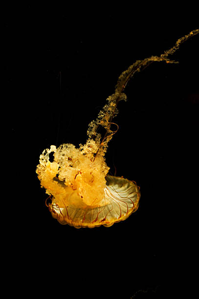 água-viva 4 - scyphozoan - fotografias e filmes do acervo