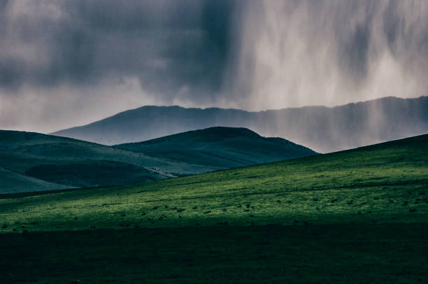 Cows in a green pasture are resting in a sunray while rain falls all around in Alberta, Canada,