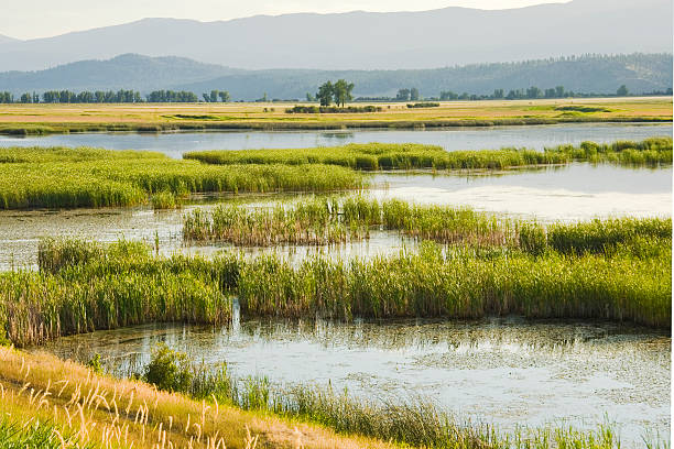 istock Wetlands yellows and greens 89529038