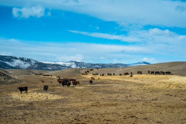istock Cows in a pasture in Montana. 895291644