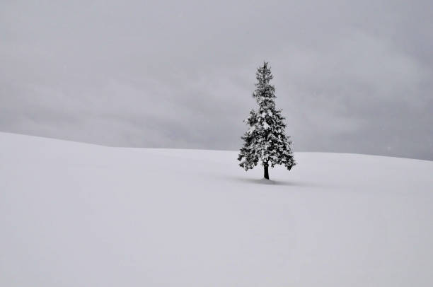 istock Pine trees standing on the snowy field in Biei 895298528