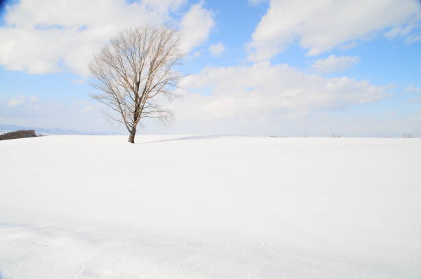 istock Large winter grove standing on the snowy field in Biei 895298552