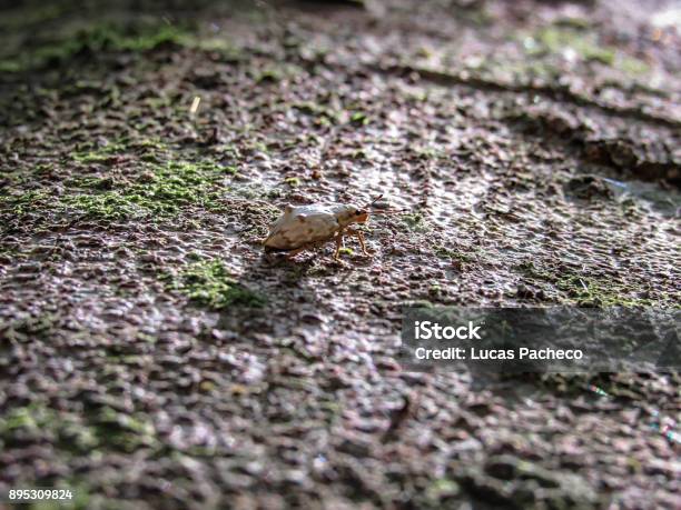 House Insect Wuth Shell Insect With Its Back Resembling A Shell On A Tree Stock Photo ...