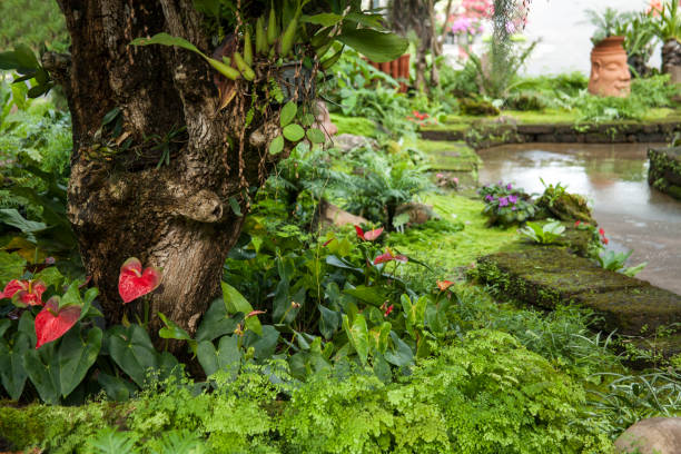istock Beautiful tropical garden / Landscaping with tropical plants 895322082